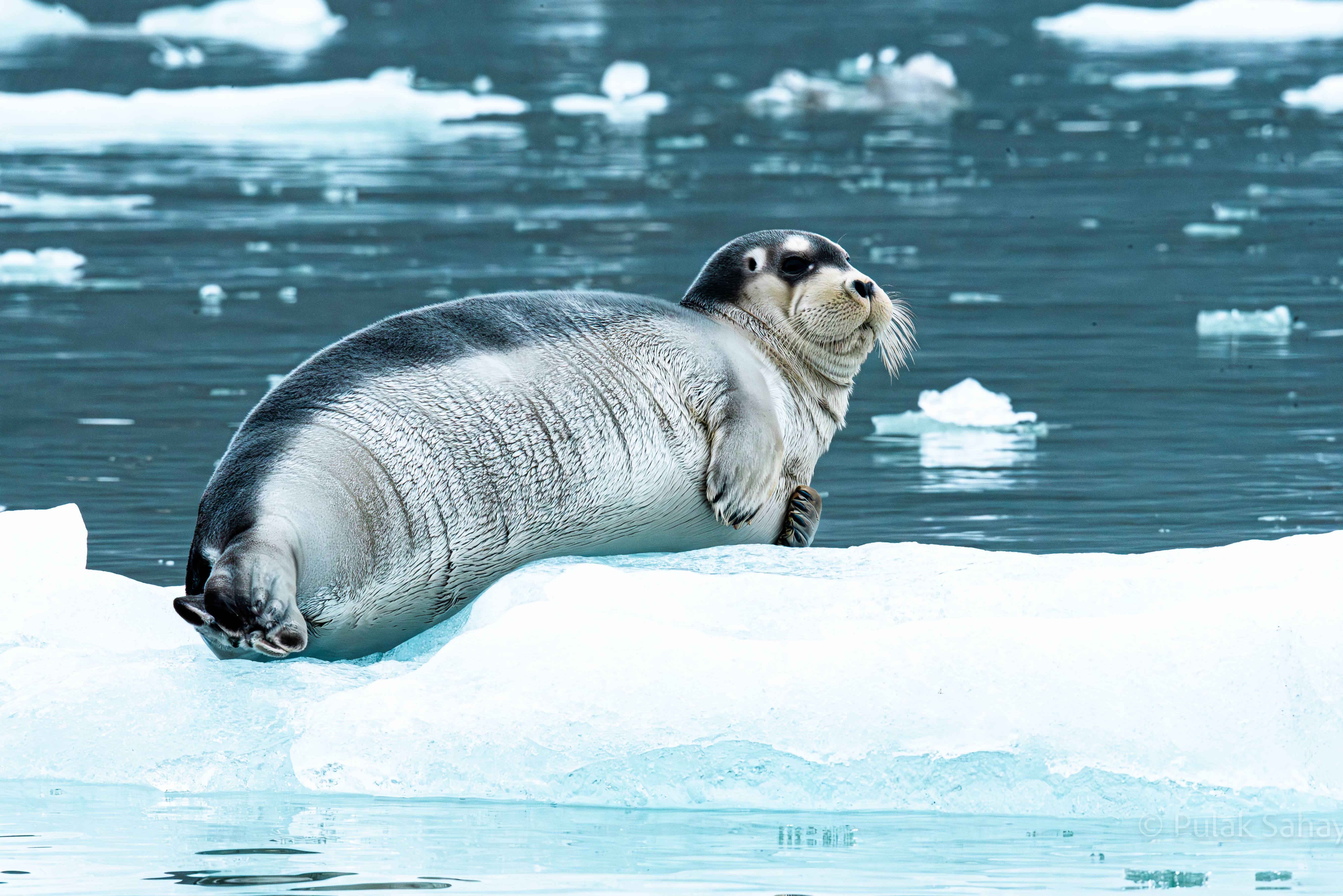 Recling Seal